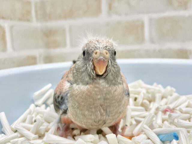 久しぶりの入荷です🩷🩶アキクサインコ（ローズ）