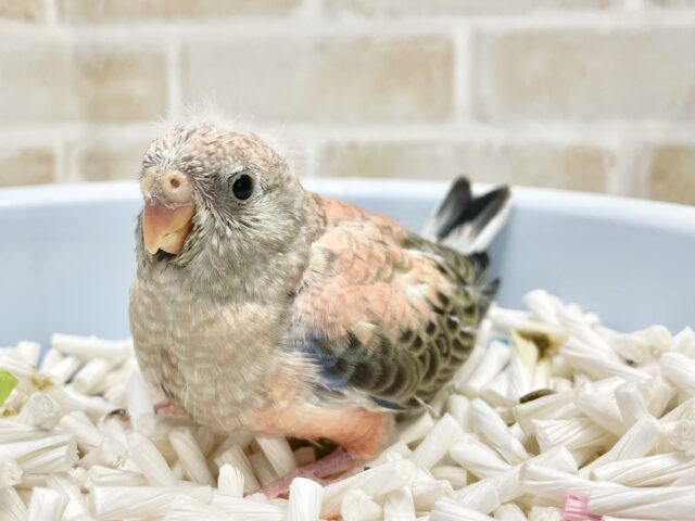アキクサインコ（秋草インコ）