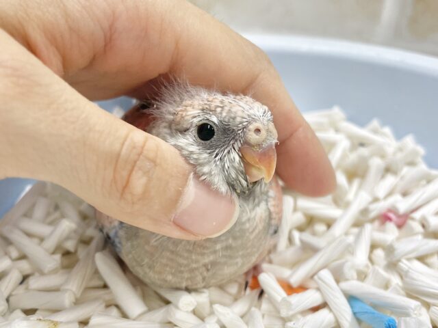 アキクサインコ（秋草インコ）