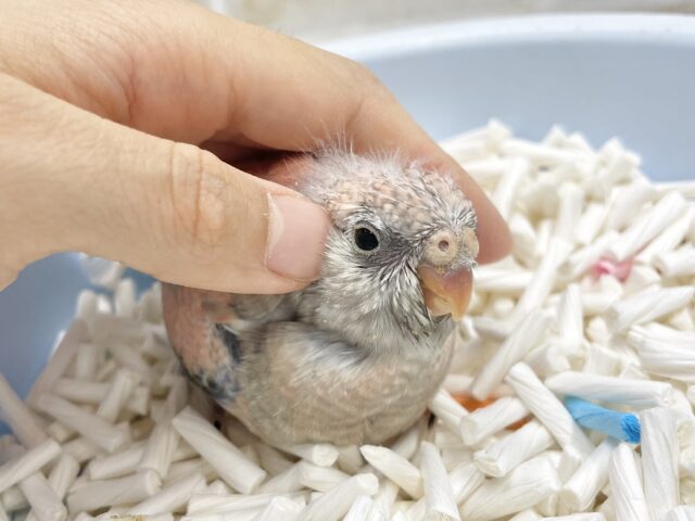 アキクサインコ（秋草インコ）