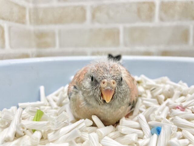 アキクサインコ（秋草インコ）