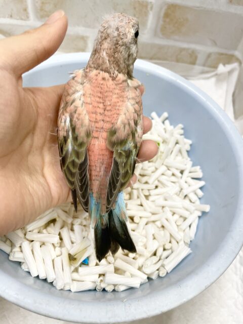 アキクサインコ（秋草インコ）