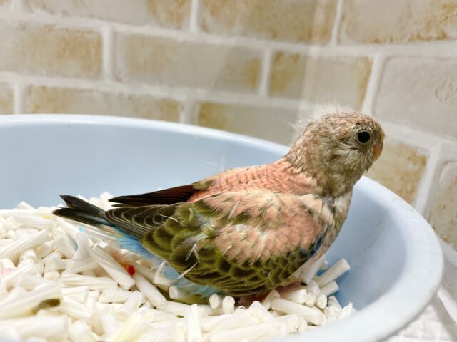 アキクサインコ（秋草インコ）