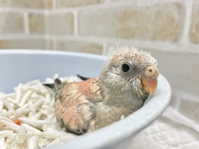 アキクサインコ（秋草インコ）