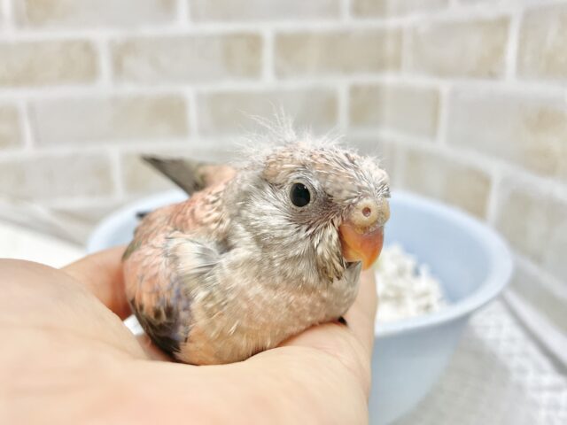 アキクサインコ（秋草インコ）