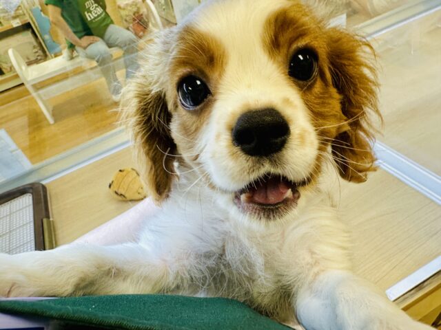 お求めやすい価格になりました！メロメロ必至💖キャバリアの男の子❕