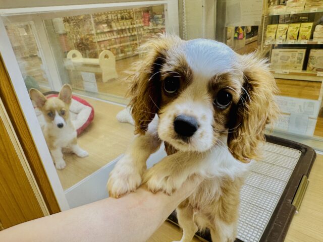 キャバリア・キングチャールズ・スパニエル