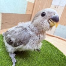 最新画像あります🌟シックなグレーのお色がおしゃれな子🌟コザクラインコのモーブ❣️