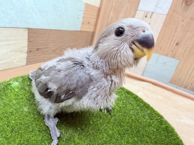最新画像あります🌟シックなグレーのお色がおしゃれな子🌟コザクラインコのモーブ❣️