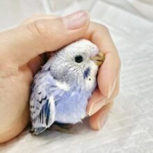 濃い藍色さん🫐セキセイインコ（ブルーオパーリン）