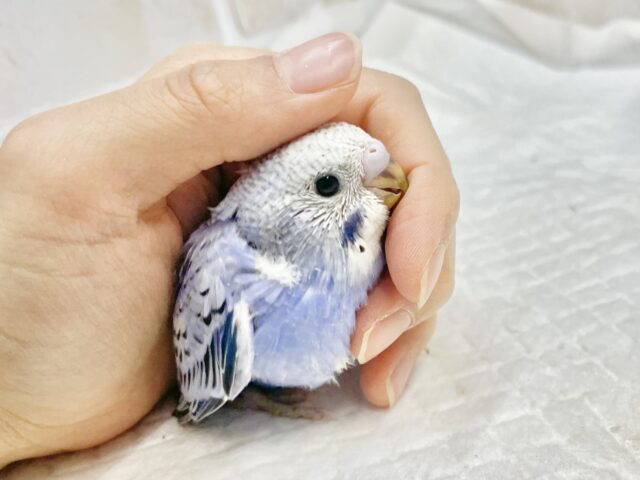 濃い藍色さん🫐セキセイインコ（ブルーオパーリン）