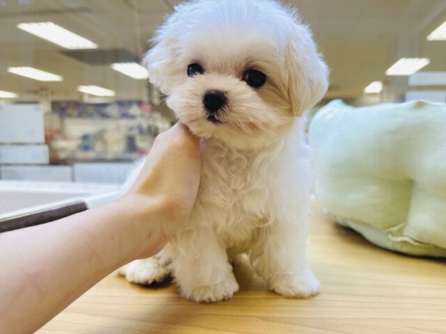 マルチーズ