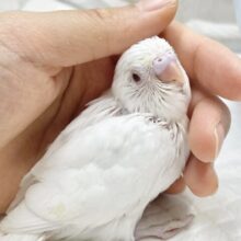 可愛い真っ白ちゃん🤍セキセイインコ（アルビノ）