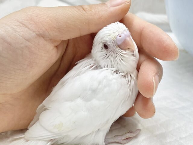 可愛い真っ白ちゃん🤍セキセイインコ（アルビノ）