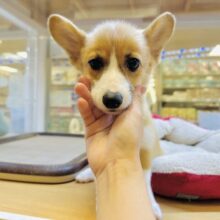 大きなお耳がチャームポイント❣️コーギーの女の子🐶