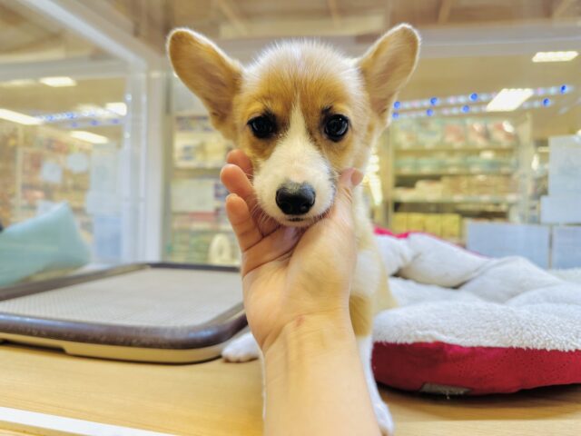 お求めやすい価格になりました！大きなお耳がチャームポイント❣️コーギーの女の子🐶