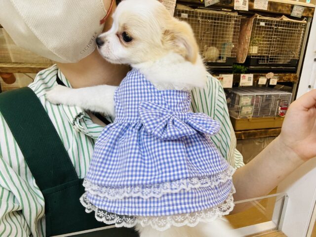 チワワ