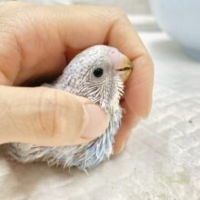 爽やかブルー🩵セキセイインコ（ブルースパングル）