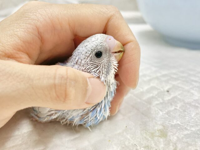 爽やかブルー🩵セキセイインコ（ブルースパングル）