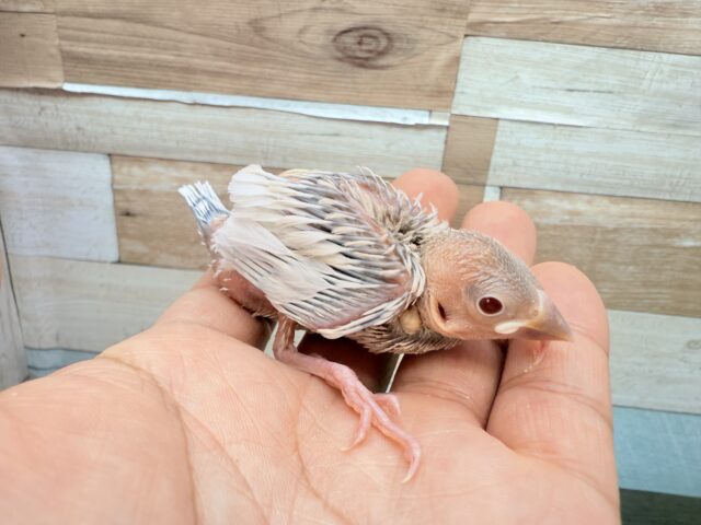 シルバーイノ文鳥