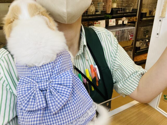 チワワ
