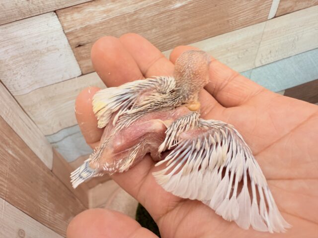 シルバーイノ文鳥
