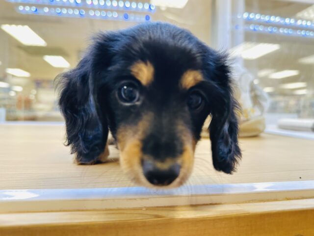 ミニチュアダックス