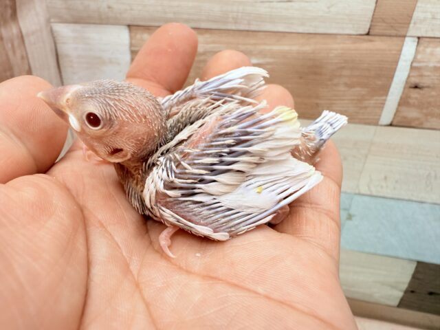 シルバーイノ文鳥