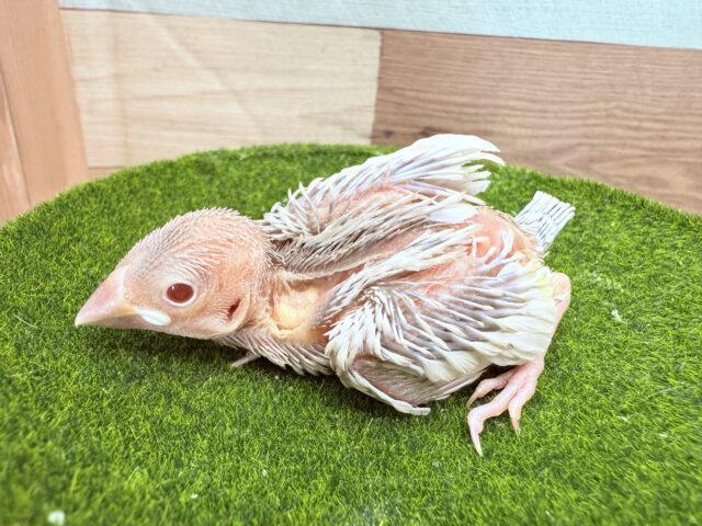 シルバーイノ文鳥