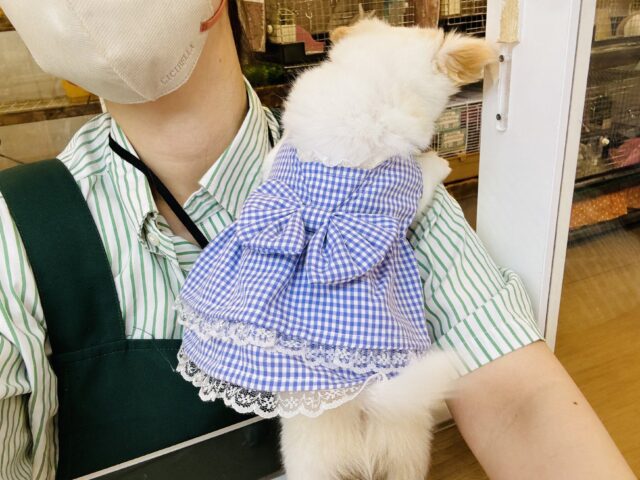 チワワ