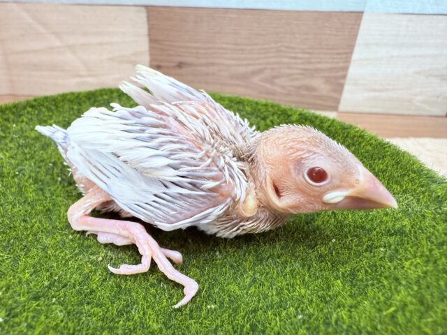 シルバーイノ文鳥