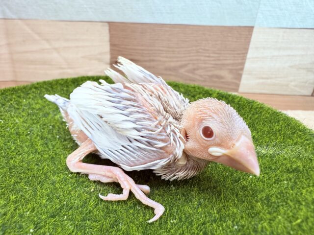シルバーイノ文鳥