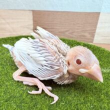 クールでおしゃれなレッドアイ🔴✨シルバーイノ文鳥❣️