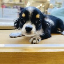 ちっちゃくかわいい🤍チワワの男の子　お求めやすい価格になりました！