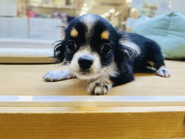 ちっちゃくかわいい🤍チワワの男の子　お求めやすい価格になりました！