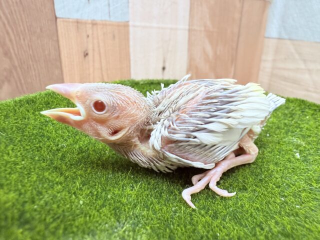 シルバーイノ文鳥