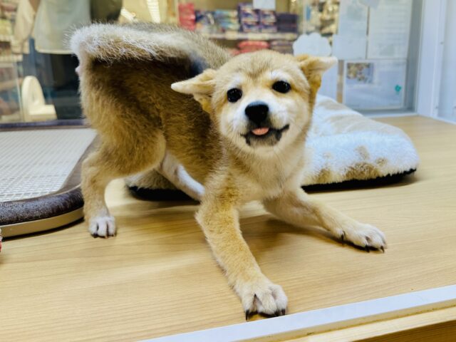 お求めやすい価格になりました！大きくなったよ❣️豆柴の女の子🎵