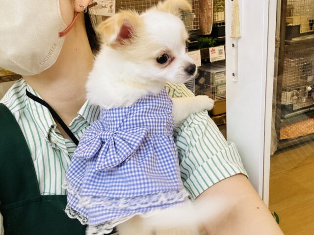 チワワ