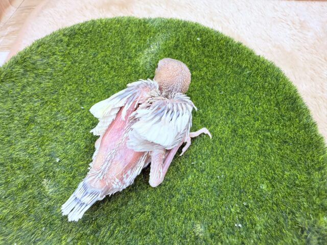 シルバーイノ文鳥
