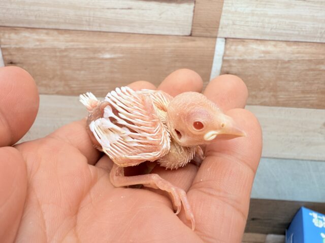 アルビノ文鳥