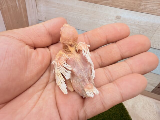 アルビノ文鳥