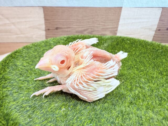 アルビノ文鳥