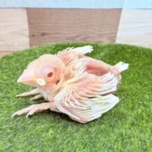 極美白な赤目キュートちゃん😍アルビノ文鳥❣️