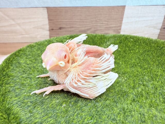 アルビノ文鳥