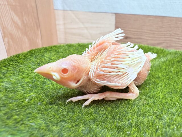アルビノ文鳥