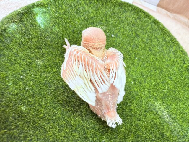 アルビノ文鳥