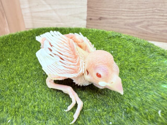 アルビノ文鳥