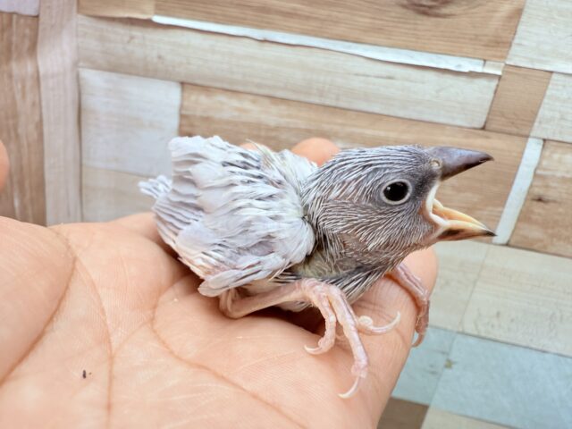 シルバー文鳥
