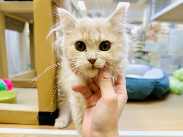 たくさん甘えたい♡♡ミヌエットの男の子