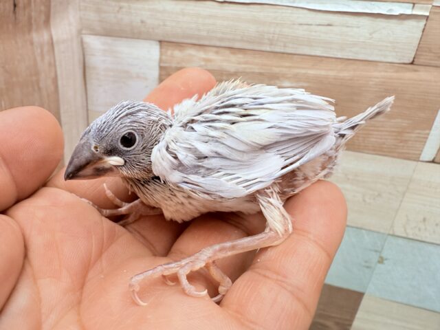 シルバー文鳥